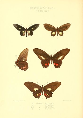 Parides mithras